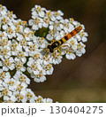 Marmalade hoverfly sipping nectar from white yarrow flowers in a sunny garden setting during early spring afternoon 130404275