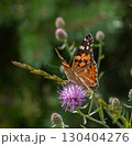 Painted Lady butterfly Vanessa cardui resting gracefully on a vibrant purple flower in a sunny garden setting during mid-summer 130404276