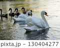 Mute swans gracefully swim in calm water while cygnets follow closely in the serene early morning light 130404277