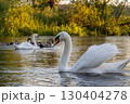 Elegant mute swan gliding across a tranquil river surrounded by greenery during golden hour at a serene park setting 130404278
