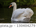 Mute Swan gracefully gliding across serene waters with lush greenery in the background during golden hour 130404279