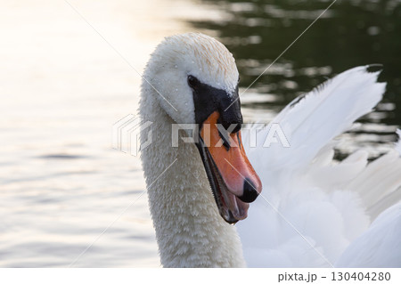 Mute swan gracefully gliding through calm waters at dawn with its elegant plumage and serene demeanor 130404280