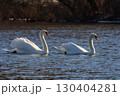 A white mute swan swims on a calm body of water. The water is blue. The swan has slightly raised its wings 130404281