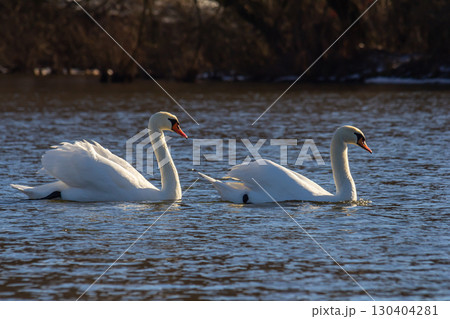 A white mute swan swims on a calm body of water. The water is blue. The swan has slightly raised its wings 130404281