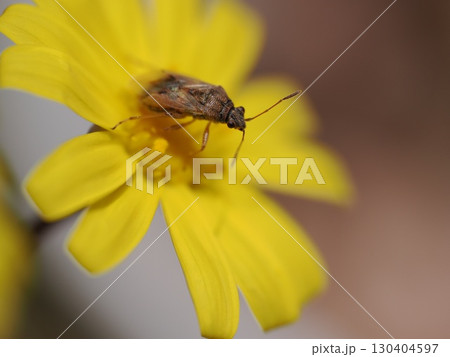 ルビーネックレスの黄色い花に小さなカメムシ 130404597