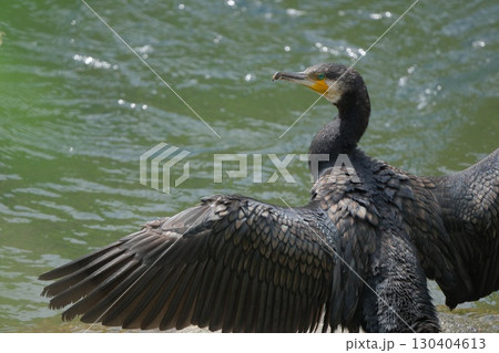 翼を広げて乾かすカワウ 130404613