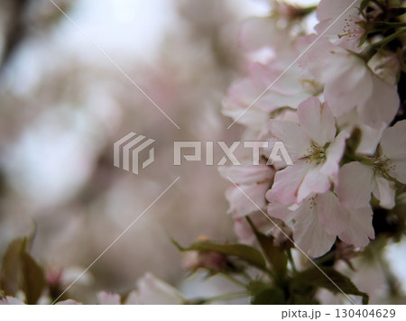 4月に咲いた美しい桜「苔清水（コケシミズ）」 130404629