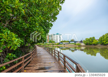 Mangrove forest exploration path walking trail , Wooden walkway bridge into the green forest, 130405020