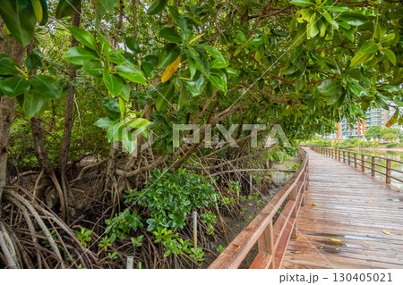 Mangrove forest exploration path walking trail , Wooden walkway bridge into the green forest, 130405021