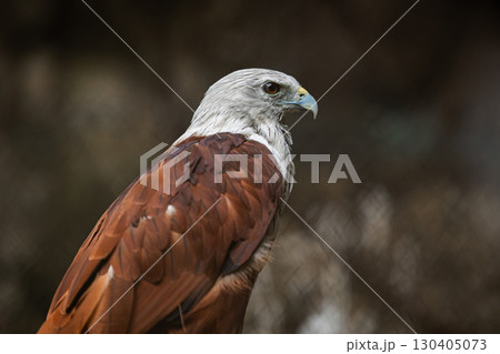 Brahminy Kite, Haliastur indus, Small red hawk eagle, Predator bird of Prey in Southeast Asia Brahminy Kite, Haliastur indus, Small red hawk eagle, Predator bird of Prey in Southeast Asia 130405073