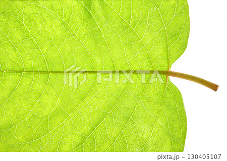 Detailed close-up of a bright green leaf showing intricate vein patterns 130405107