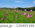 長野県佐久市にある荒船パノラマキャンプフィールドの大コスモス園の風景 130405346