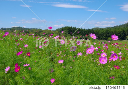 長野県佐久市にある荒船パノラマキャンプフィールドの大コスモス園の風景 130405346