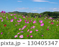 長野県佐久市にある荒船パノラマキャンプフィールドの大コスモス園の風景 130405347