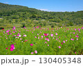長野県佐久市にある荒船パノラマキャンプフィールドの大コスモス園の風景 130405348