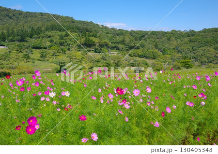 長野県佐久市にある荒船パノラマキャンプフィールドの大コスモス園の風景 長野県佐久市にある荒船パノラマキャンプフィールドの大コスモス園の風景 130405348