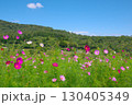 長野県佐久市にある荒船パノラマキャンプフィールドの大コスモス園の風景 130405349