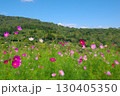 長野県佐久市にある荒船パノラマキャンプフィールドの大コスモス園の風景 130405350
