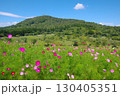 長野県佐久市にある荒船パノラマキャンプフィールドの大コスモス園の風景 130405351