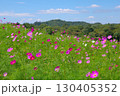 長野県佐久市にある荒船パノラマキャンプフィールドの大コスモス園の風景 130405352