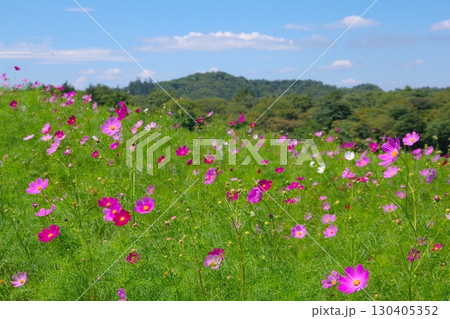 長野県佐久市にある荒船パノラマキャンプフィールドの大コスモス園の風景 130405352