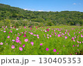 長野県佐久市にある荒船パノラマキャンプフィールドの大コスモス園の風景 130405353