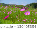 長野県佐久市にある荒船パノラマキャンプフィールドの大コスモス園の風景 130405354