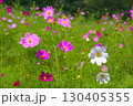 長野県佐久市にある荒船パノラマキャンプフィールドの大コスモス園の風景 130405355