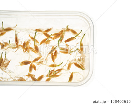 Wheat seeds germination process with sprouts in transparent container on white 130405616