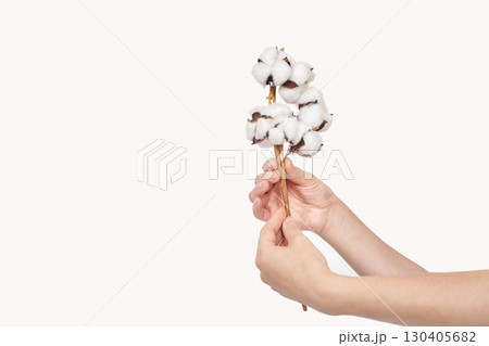 Hands holding cotton bolls against white background displaying natural cotton Hands holding cotton bolls against white background displaying natural cotton 130405682