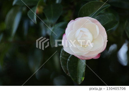 クローズアップ撮影した白い椿の花 130405706