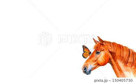 Brown horse head portrait with mane isolated on white background Brown horse head portrait with mane isolated on white background 130405730