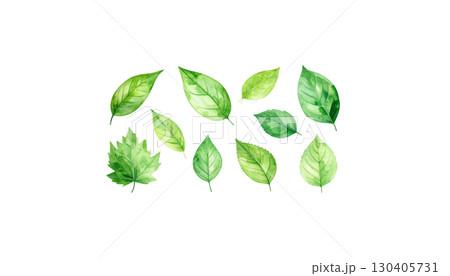 Fresh green leaves, including various plant foliage and tree branches, isolated on a white background Fresh green leaves, including various plant foliage and tree branches, isolated on a white background 130405731