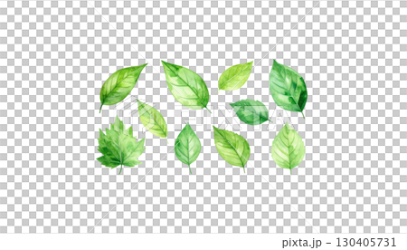Fresh green leaves, including various plant foliage and tree branches, isolated on a white background 130405731