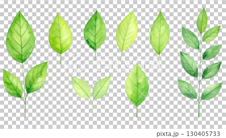 Fresh green leaves, including various plant foliage and tree branches, isolated on a white background 130405733