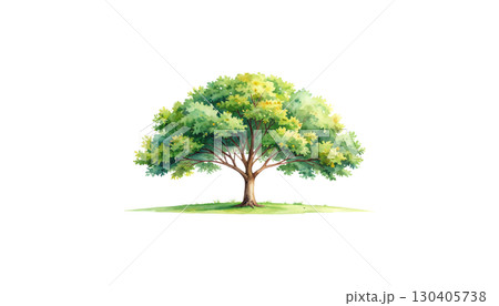 Isolated summer oak tree with yellow flowers and green leaves isolated on white background. Isolated summer oak tree with yellow flowers and green leaves isolated on white background. 130405738