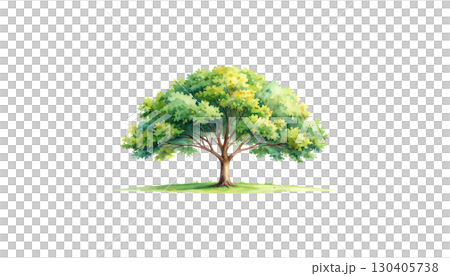 Isolated summer oak tree with yellow flowers and green leaves isolated on white background. 130405738