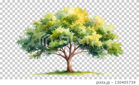 Isolated summer oak tree with yellow flowers and green leaves isolated on white background. Isolated summer oak tree with yellow flowers and green leaves isolated on white background. 130405739