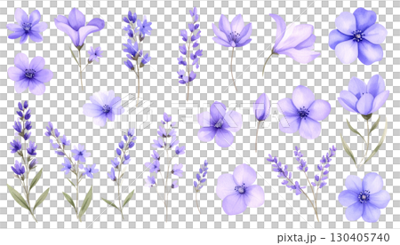 Purple lavender flowers blooming, isolated on white background. Purple lavender flowers blooming, isolated on white background. 130405740