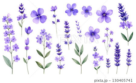 Purple lavender flowers blooming, isolated on white background. Purple lavender flowers blooming, isolated on white background. 130405741
