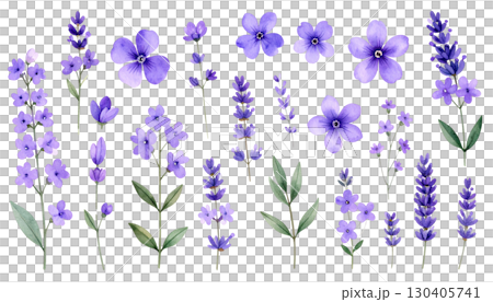 Purple lavender flowers blooming, isolated on white background. Purple lavender flowers blooming, isolated on white background. 130405741