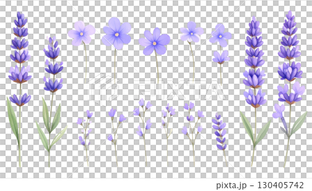 Purple lavender flowers blooming, isolated on white background. 130405742