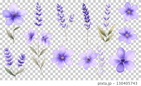 Purple lavender flowers blooming, isolated on white background. Purple lavender flowers blooming, isolated on white background. 130405743