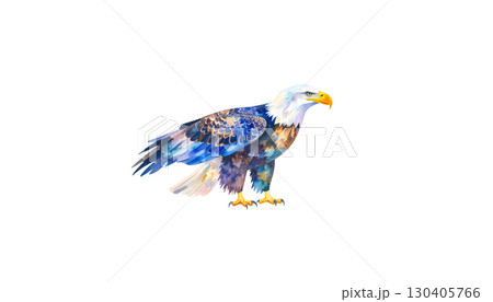 Eagle in flight, elegant brown and white bird of prey, isolated on white background. Eagle in flight, elegant brown and white bird of prey, isolated on white background. 130405766