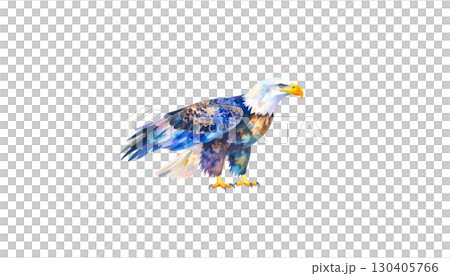 Eagle in flight, elegant brown and white bird of prey, isolated on white background. Eagle in flight, elegant brown and white bird of prey, isolated on white background. 130405766