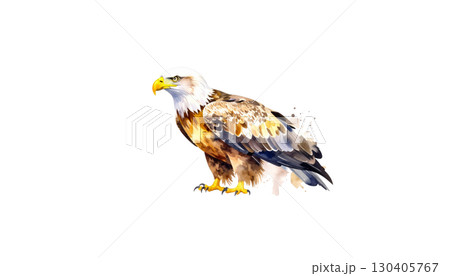 Eagle in flight, elegant brown and white bird of prey, isolated on white background. Eagle in flight, elegant brown and white bird of prey, isolated on white background. 130405767