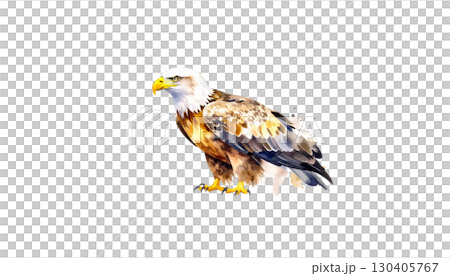 Eagle in flight, elegant brown and white bird of prey, isolated on white background. Eagle in flight, elegant brown and white bird of prey, isolated on white background. 130405767