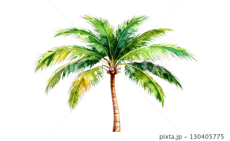 Single tropical palm tree on white background 130405775