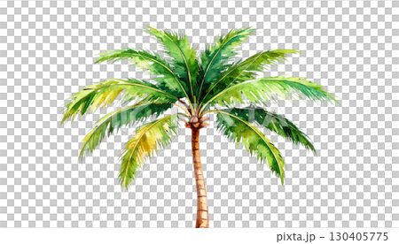 Single tropical palm tree on white background 130405775