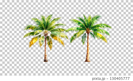 Single tropical palm tree on white background Single tropical palm tree on white background 130405777